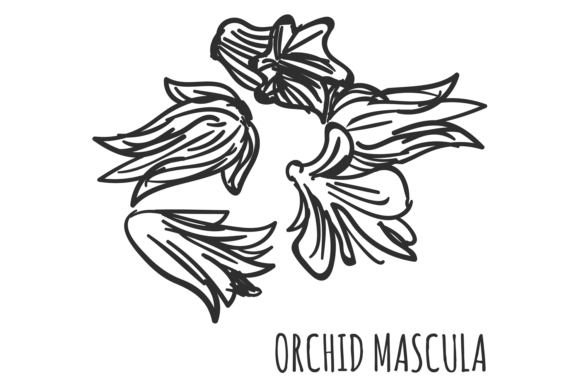 Orchis Mascula Drawing. Herb Sketch. Flo